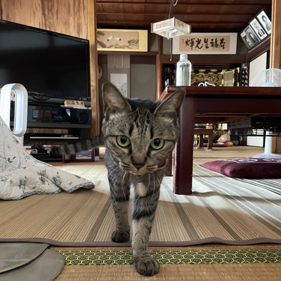 Cat
